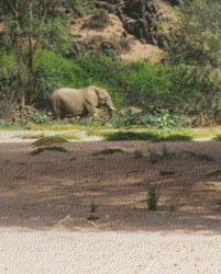 Desert Elephant