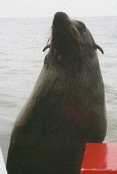 Fur seal