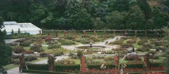 Lady Norwood's Rose Garden