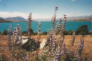 Lake Tekapo