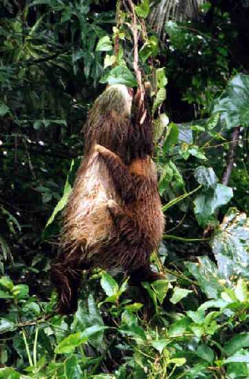 Mother and baby 2 toed sloths