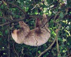 Three Toed Sloth, Monteverde