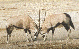 Oryx fighting