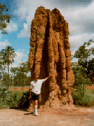 Termite Mound, Litchfield Park