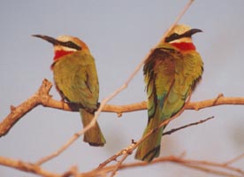 Bee Eaters