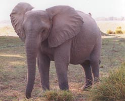 Elephant