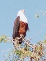 Fish Eagle