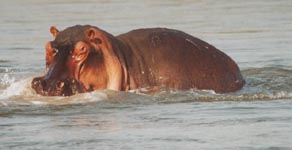 Hippo