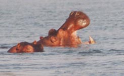 Hippo Yawning