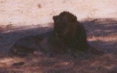 Chikweyna Lion