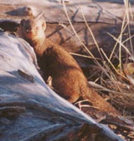 Mongoose